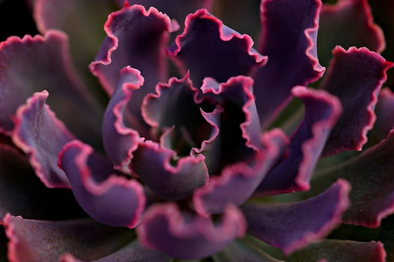 Customized Succulent Plants